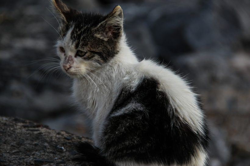 Chats errants : une campagne de stérilisation débute