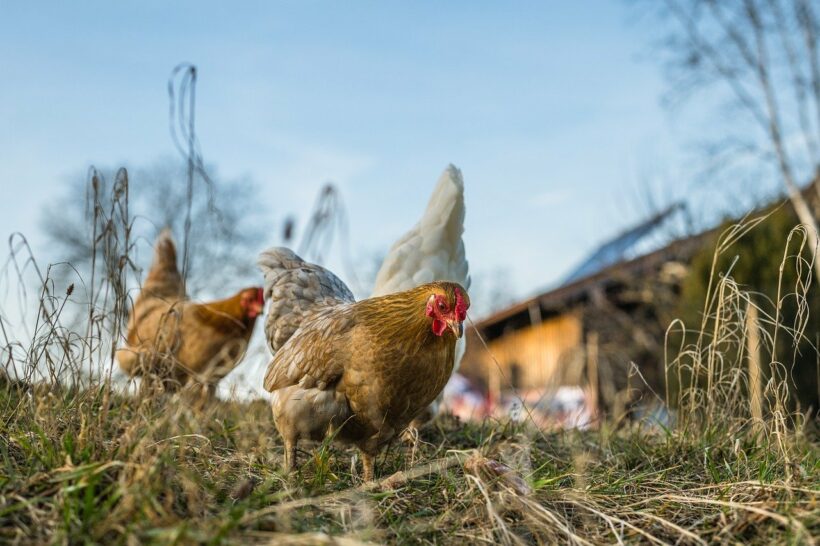 Grippe aviaire en Seine-Maritime